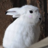 Luella𓃹 (@bunny_luella) 's Twitter Profile Photo Luella𓃹 (@bunny_luella) 's Twitter Profile Photo