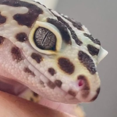 ごさんのプロフィール画像