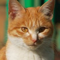 チヤシエまたねこ (@duq_bnp) 's Twitter Profile Photo チヤシエまたねこ (@duq_bnp) 's Twitter Profile Photo