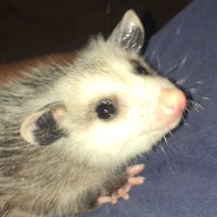 kkori (@kkori66) 's Twitter Profile Photo