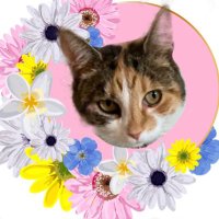 Tessie 💙 RIP Olly 🐾 (@littletess3) 's Twitter Profile