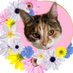 Tessie 💙 RIP Olly 🐾 (@littletess3) Twitter profile photo Tessie 💙 RIP Olly 🐾 (@littletess3) Twitter profile photo