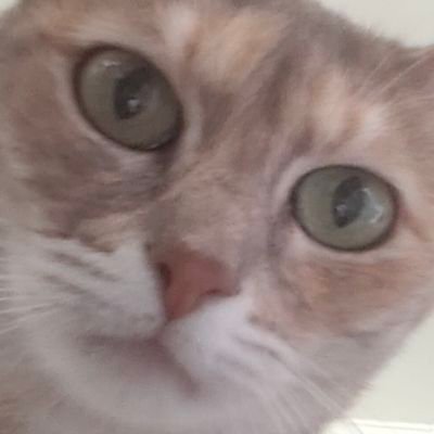 LalalalaLa10264's profile picture. Amplify Palestinian voices 🇵🇸