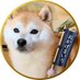 柴犬もも (@shiba210912) Twitter profile photo 柴犬もも (@shiba210912) Twitter profile photo