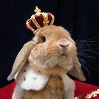 ⛓️🐰🍒말랑지젤🍒🐰⛓️ (@onlyu_geek) 's Twitter Profile Photo ⛓️🐰🍒말랑지젤🍒🐰⛓️ (@onlyu_geek) 's Twitter Profile Photo