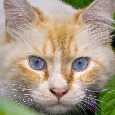 文章を書いたり、本や動画の編集をしたりする猫(オタク)です
何かあればお気軽にご連絡ください
サークル Re:BiЯth( @ReBirth_novel )
period(BOOTH)→https://t.co/OWUfUWOIZU