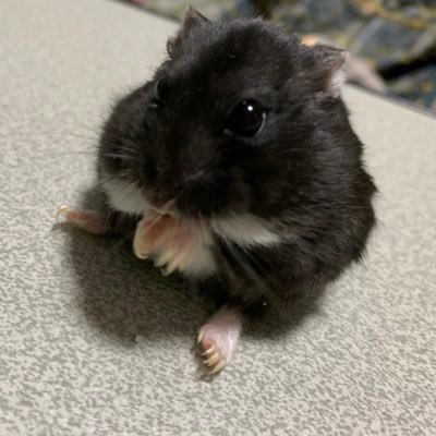 夜さんのプロフィール画像