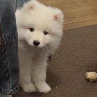 欣晨 (@ki_rrin) 's Twitter Profile