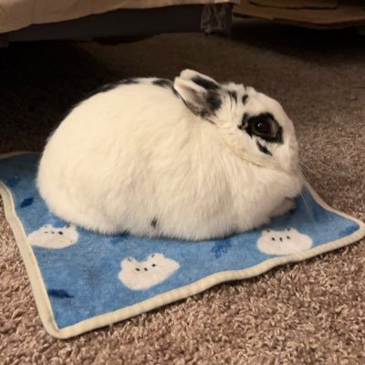 kaednatms's profile picture. #ibd #freepalestine | he/him