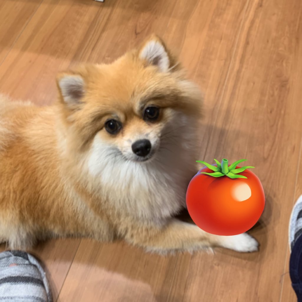 katamichi15min's profile picture. 女の子が女の子に向ける大きい感情が好きです/少女☆歌劇レヴュースタァライトが特に好き/20↑ アイコンは実家のｲｯﾇです（かわいい） 🍅×26（+2） （🎉×3）〇̶〇̶〇̶×3 ♯4×5 裏→@51imatak 🦋→katamitaka ｻﾓﾗﾝNW全ｽﾃ野良ｶﾝｽﾄ🐟🐻