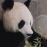 Djangology's profile picture. Panda which plays guitar w/ full of love