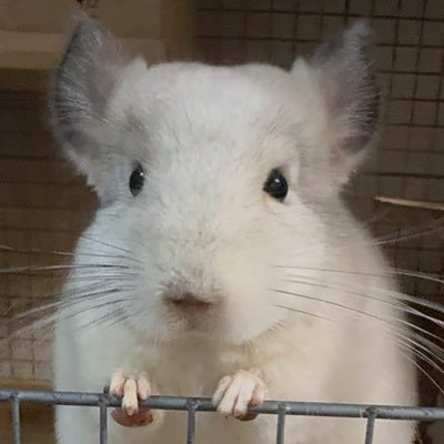 多種多様の動物好き🐶🐹🐭❤ 3児ママ🫶 チンチラ初ベビーが2025.6.16日に誕生しました🥰