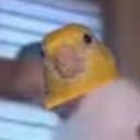 utubirb (@utubirb) 's Twitter Profile