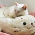 しろねこ (@sironeko_ncu) Twitter profile photo しろねこ (@sironeko_ncu) Twitter profile photo
