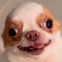 HXDYRC (@hxdyrc_) 's Twitter Profile Photo
