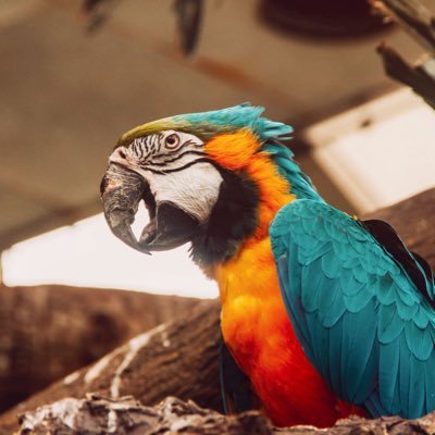 nerimanomochi's profile picture. 早法