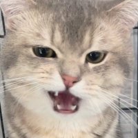 ๐บ๐๐๐๐ถ๐ฐ โโโ
(@citzym) 's Twitter Profile