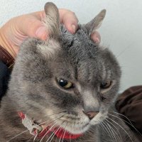 にゃんこ先生🐱 ̖́-(猫類) (@moopa22) 's Twitter Profile