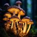 Shroomsphere_ Psychedelics (@shroomsphere) Twitter profile photo Shroomsphere_ Psychedelics (@shroomsphere) Twitter profile photo