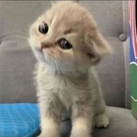 Enes Çınar (@enws00) 's Twitter Profile