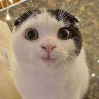 SpaceSheep GLOB 2 🚀 🗿 (@starship_block2) 's Twitter Profile Photo SpaceSheep GLOB 2 🚀 🗿 (@starship_block2) 's Twitter Profile Photo