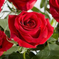 رحيق_الحياة (@8siila) 's Twitter Profile Photo