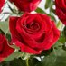 رحيق_الحياة (@8siila) Twitter profile photo رحيق_الحياة (@8siila) Twitter profile photo