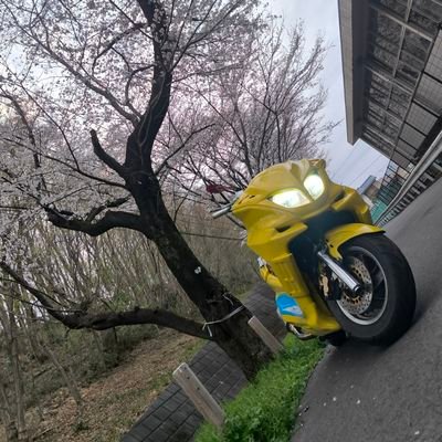 f1irukandio's profile picture. ＠f1kakipi22 やらかしてアカウントロックしました
AF34ディオとマジェスティc乗ってます