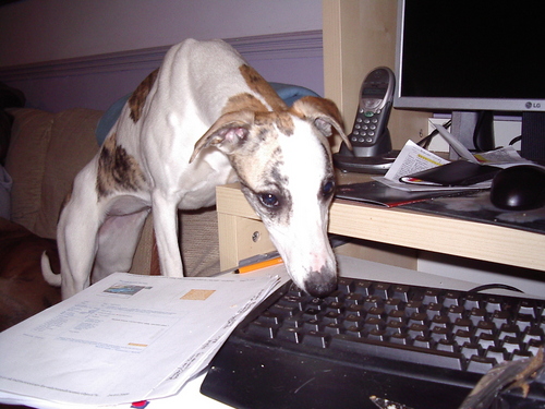 Kallie - The whippet Fridge raider, general thief and squirrel assassin