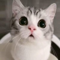 mεω ₍ ᐢ.ˬ.ᐢ₎˚୨୧ (@aschariya95) 's Twitter Profile