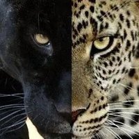 PAT GAS (@patgas394857) 's Twitter Profile