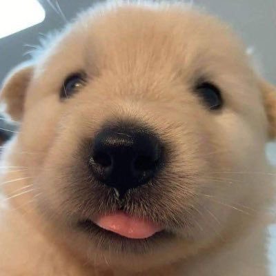 ramen_loveton's profile picture. 내톤톤복복해줘야댐