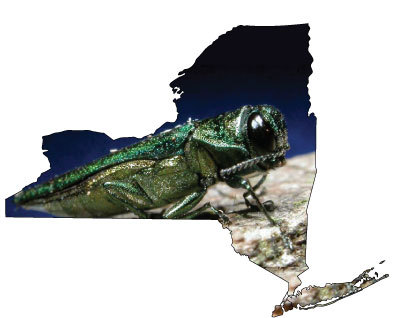 Your 1 stop source for invasive species info in NY & beyond @ New York Invasive Species Information