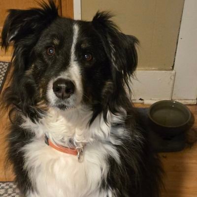 Actual heckin' Maine moose, IN REMISSION OVER 4 YEARS raising awareness of canine lymphoma. Support the National Canine Cancer Foundation! @ZombieSquadHQ member
