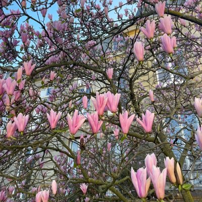 edlihtam___'s profile picture. 