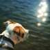 Irish Hills Pet Services (@anthony_ihps) Twitter profile photo