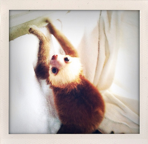cuteandwilds's profile picture. Raising awareness for the cuteness of baby animals.