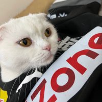 FUT keremabs (@keremabs) 's Twitter Profile