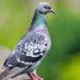 Julka || pigeon (@jediopera) Twitter profile photo Julka || pigeon (@jediopera) Twitter profile photo