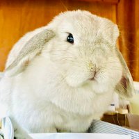 秋月大河@ラノベ作家・シナリオライター (@akizukitaiga) 's Twitter Profile