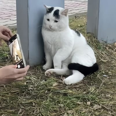 arthurbatte0's profile picture. helping 🙏🙏 and loving .💓💓 
All cats  🐕🐕🦊
With all great support 🇮🇩🇮🇩🇺🇬
For better health🏥,survival and .....re