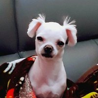 루피루 (@rupyrupyru) 's Twitter Profile