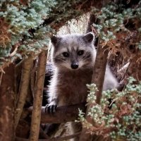 Tarro ζ (@hereforthezoo) 's Twitter Profile