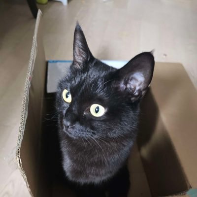 ADAM(아담)さんのプロフィール画像