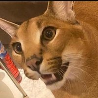 karrshevik (@karrshevik) 's Twitter Profile