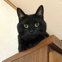 ✺うに✺ (@keytailuni) 's Twitter Profile Photo ✺うに✺ (@keytailuni) 's Twitter Profile Photo