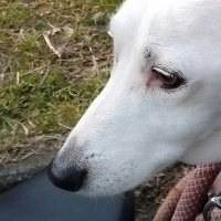 shisa (@shisapipi) 's Twitter Profile