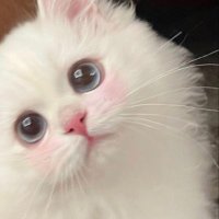むに (@munimuni1215) 's Twitter Profile