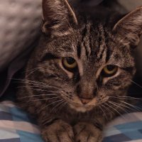 Roras (@0xroras) 's Twitter Profile