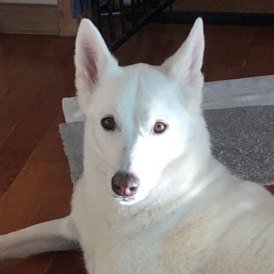 🤎진예의 평생가족 찾는 지니아갓쉬🤍さんのプロフィール画像